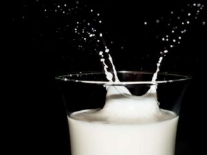CHALAV AKUM – Ohne jüdische Aufsicht gemolkene Milch