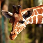 Dürfen Juden Giraffen essen?