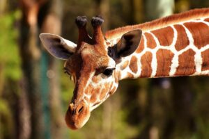 Dürfen Juden Giraffen essen?