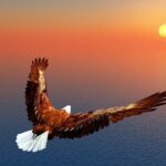 Auf den Schwingen des Adlers – Parascha Haasinu