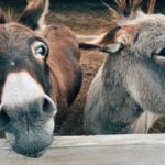 Hören Sie auf, Ihren Esel zu zwingen – Parascha Balak und Schalom Bait