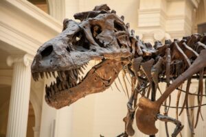 Woher stammen die Knochen der Dinosaurier?