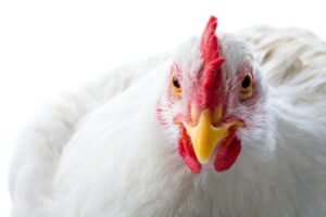 Kapparot: Warum schwenken wir ein Huhn über dem Kopf?