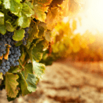 Der Weingarten von Noach – Parascha Noach