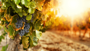 Der Weingarten von Noach – Parascha Noach